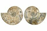 Large, Cut & Polished Ammonite Fossil - Madagasar #345540-1